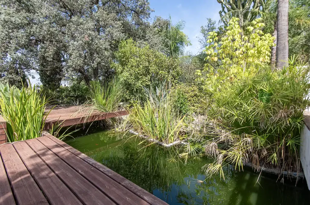 Exotic fish pond Casa Agave - Koi carp fish pond
